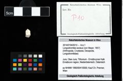 Foto (Objekt + Etikett) von Longodromites excisus (von Meyer, 1857)  (NHMW-GEO-2014-0194-0010)